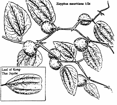 Sketch of Jujube twig.