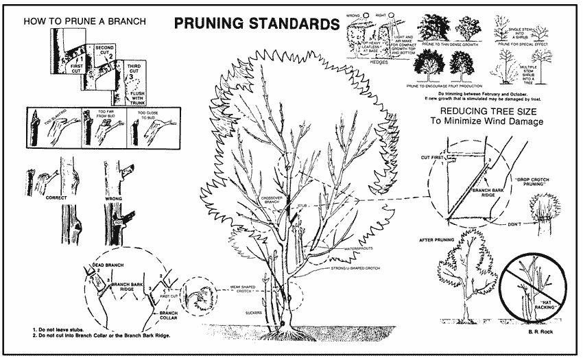 drawings of pruning procedures