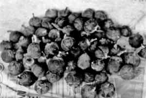 Photo of Azanza garckeana