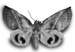 Adris tyrannus