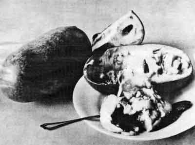 Old photo of American Pawpaw.