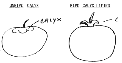 Sketch of Black Sapote