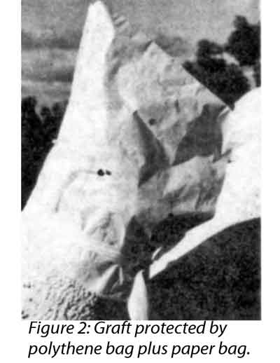 Photo of graft protected by bags.