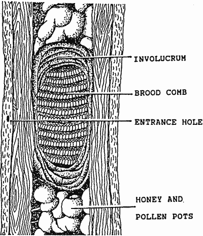 Cut-away drawing of hive of native bees