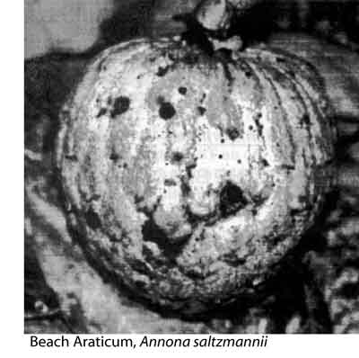 Photo of Beach Araticum, Annona saltzmannii.