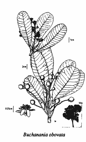 Sketch of B. obovata.