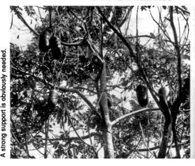 Cassabanana vine in large tree