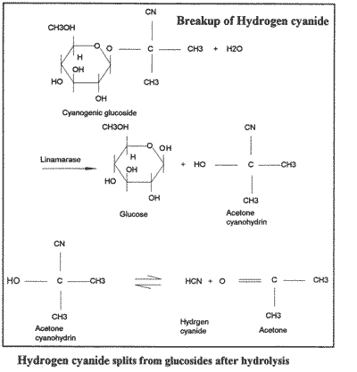 Chemical notation of the breakup of hydrogen cyanide.