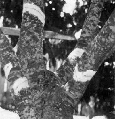 Photo of cinctured branches