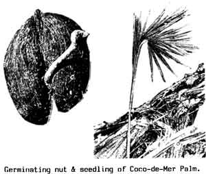 Photo of germinating nut and a seedling.