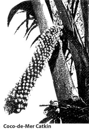 Photo of male catkin.
