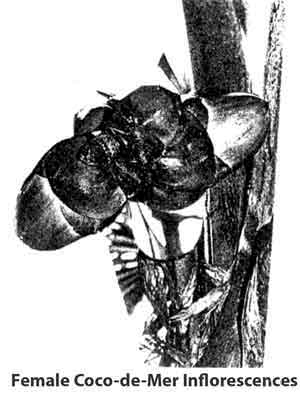 Photo of female inflorescences.