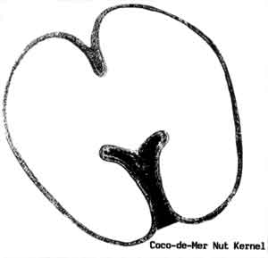 Photo of nut kernel.