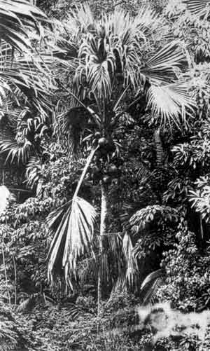 Photo of fruiting tree.