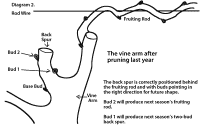 Vine arm after pruning last year.