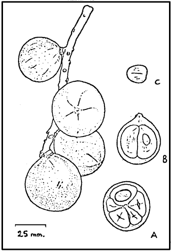 Line drawing of Duku