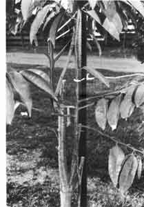 An inarched graft on a durian