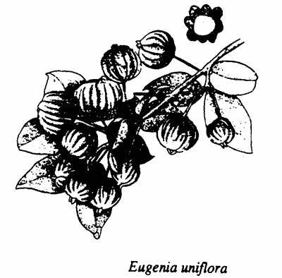 Eugenia uniflora