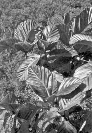 Photo of Ficus dammaropsis