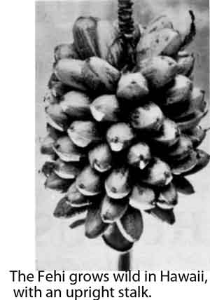 Photo of Fehi bananas.