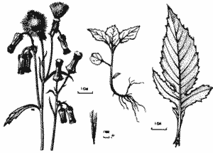 Sketch of Crassocephalum crepidioides