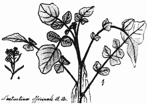 Sketch of Nasturtium officinale