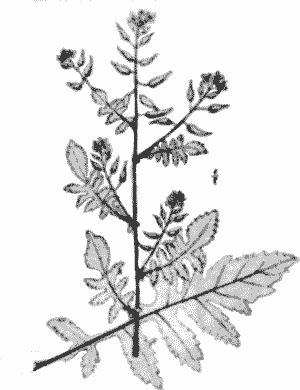 Sketch of Rorippa sp.