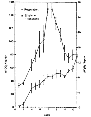 Respiration and ethylene production