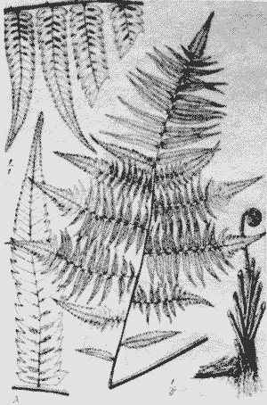 Sketch of Diplazium esculentum