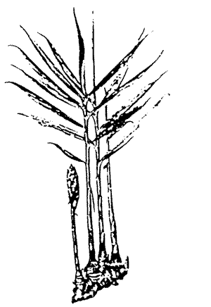 Sketch of a ginger plant.