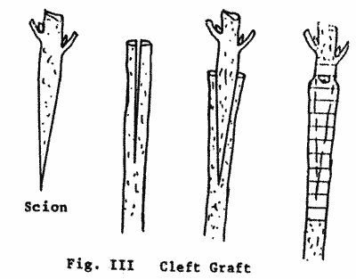 Sketch of Cleft Graft.