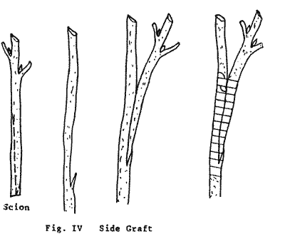 Sketch of Side Graft.