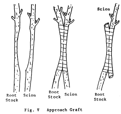 Sketch of Approach Graft.