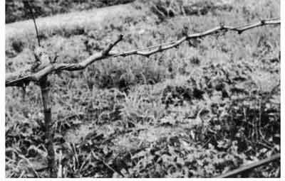 Photo of summer pruned grape vine