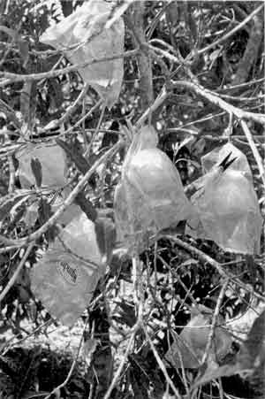 Photo of abius in bags on tree