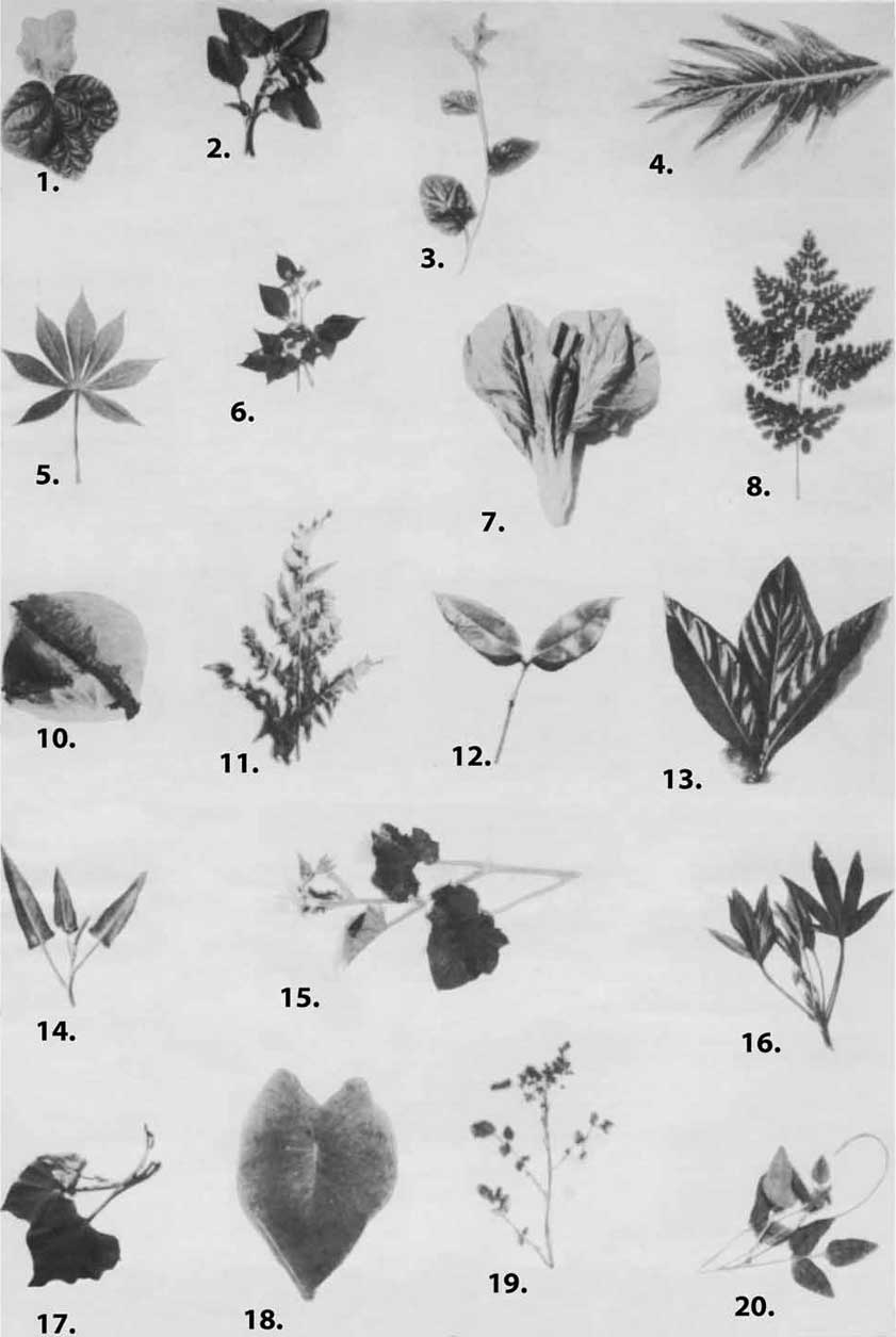 Photos of the edible leaves of the Pacific