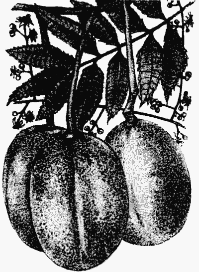 Drawing of Hog Plum.