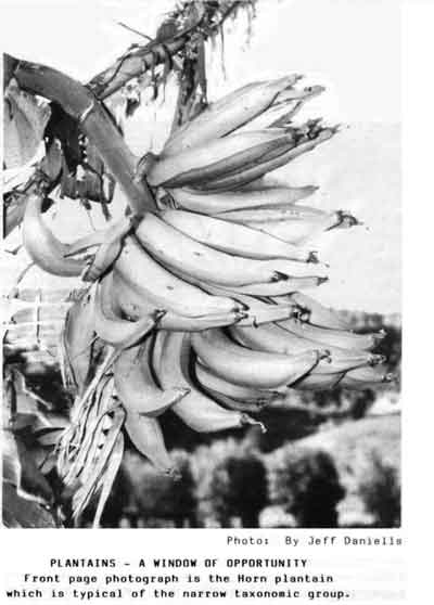 Photo of a bunch of Horn Plantains.