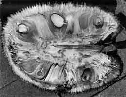 Photo of sliced Jakfruit