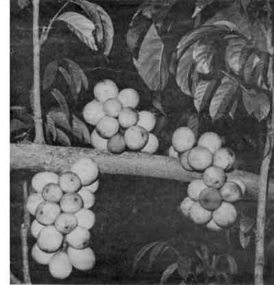 Langsat fruits.