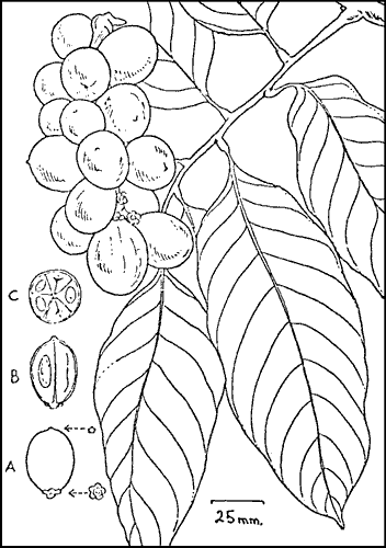 Line drawing of Langsat