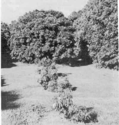 Photo of single trees planted back into old tree sites.