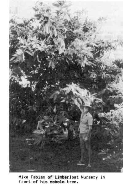 Photo of Mike Fabian's Mabolo Tree.
