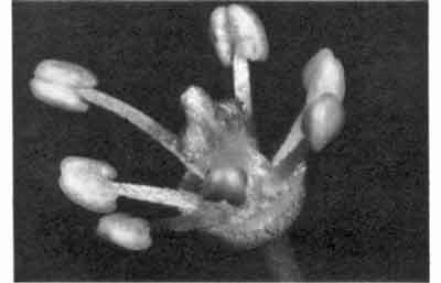 Photo of male lychee flower.