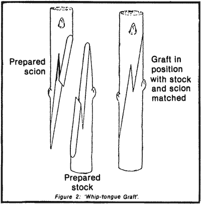 Sketch of a whip-tongue graft.
