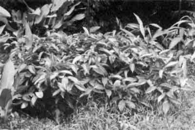 Marcotted mangosteen