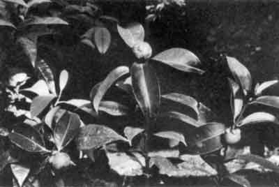 3 small mangosteens in pots, each with 1 fruit