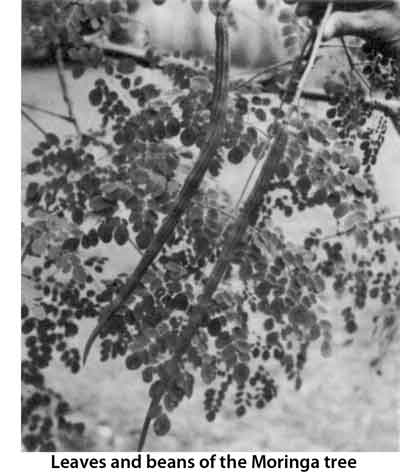 Photo of the leaves and beans of the Moringa tree.