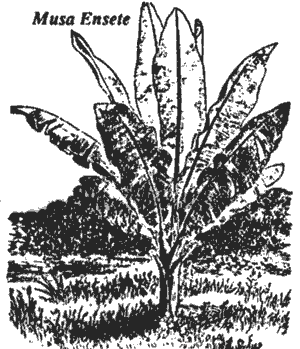 Drawing of Musa ensete