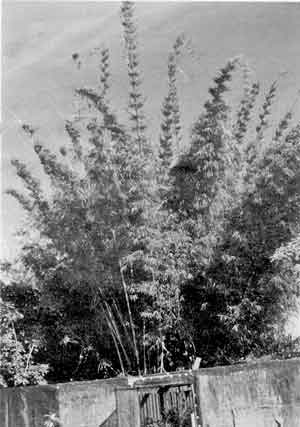 Photo of Nastus elatus